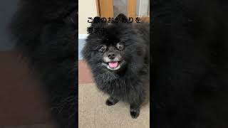 底なし食欲でぽっちゃりの犬#dog #pomeranian #ポメラニアン #shortsyoutube