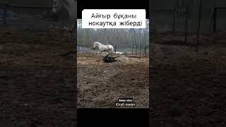 Жылқы бұқаны бір теуіп ұйықтатты🐎😱😱