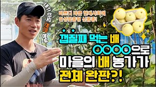 🤞대박!!! 껍질까지 먹는 배가 있다고.... ??🍐  편리하고 완판은 기본인 조이스킨배를 재배하는 구례 자연농부엄 엄창기대표님을 만나보시죠