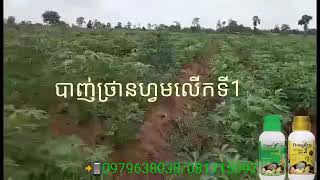 ដំឡូងដែរប្រើជីថ្រានហ្វមល្អមែន📲0979638038/070849787