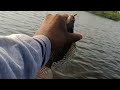 சிறப்பான தூண்டில் சம்பவம் tilapia fish catching fish fishing viralvideo fishcatching trending