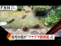 【注意】庭にアナグマの家族が5匹も！かわいいが…専門家「噛む力が強いので離れたところから静観して」広島