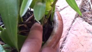 Orchids: Epidendrum Cuttings