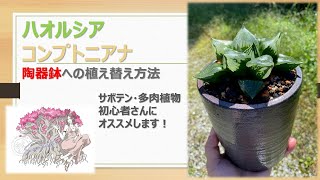 【多肉植物】ハオルシア（コンプトニアナ）の植え替え