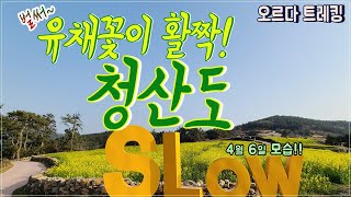 청산도 당일코스 4월달유채꽃현황ㅣ청산도 축제 3년만에 개최ㅣ청산도에서 꼭 가봐야되는 곳ㅣ4월달 추천산행지