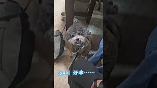 到府訓犬 吠叫矯正 #pets #台中到府訓犬 #寵物 #寵物訓練 #狗狗 #狗狗訓練 #萌寵