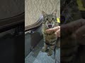 Cat yawns and owner puts finger in his mouth