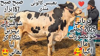 Bhains Colony Mandi Karachi Cattle Latest Rates Update 15 January 2025 | Cow Mandi 2025