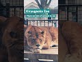 入園無料なので子連れにおすすめ！ 桐生が岡動物園 群馬県 動物園