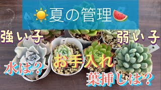 #153 🍉夏の管理の仕方☀️