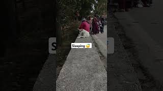 Dong is so enocent 🥰 #shortvideo