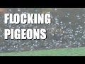 Andy Crow and flocking pigeons