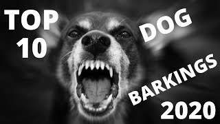 top 10 dog barking videos compilation 2020 - top 10 dog barking videos compilation 2020 funny dogs