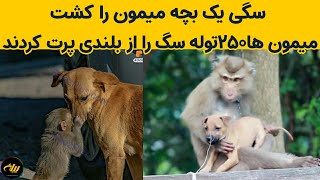 انتقام خونین میمون ها از سگ ها!ق.ت.ل عام ۲۵۰توله سگ توسط میمون های انتقام جو!