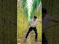 garden sugar cane bamboo sugarcane satisfying farming harvestgarden harvest harvesting