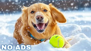 12 Hours of Dog Calming Music For Dogs 💖 Anti Separation Anxiety Relief Music 🐶🎵 dog music