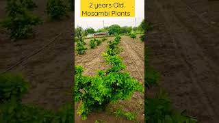 2 Years Mosambi Plants #mosambi #digitalagriculture #farming #howtogrow #kishan #shoets #rajasthan