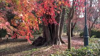 【This is Kyoto!】今日の京都御苑　久しぶりに気温高い中で最後の紅葉晴れ　2020年12月23日