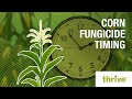 Corn Fungicide Timing