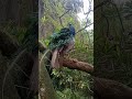 burung merak, burung yg dilindungi di Indonesia #VideoShorts