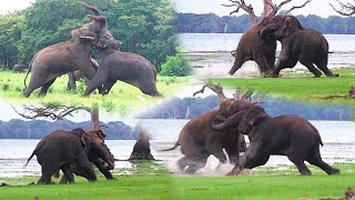 Nail biting! Angry Bull Elephants Fight to the Death to Win a Partner | Battle for dominance