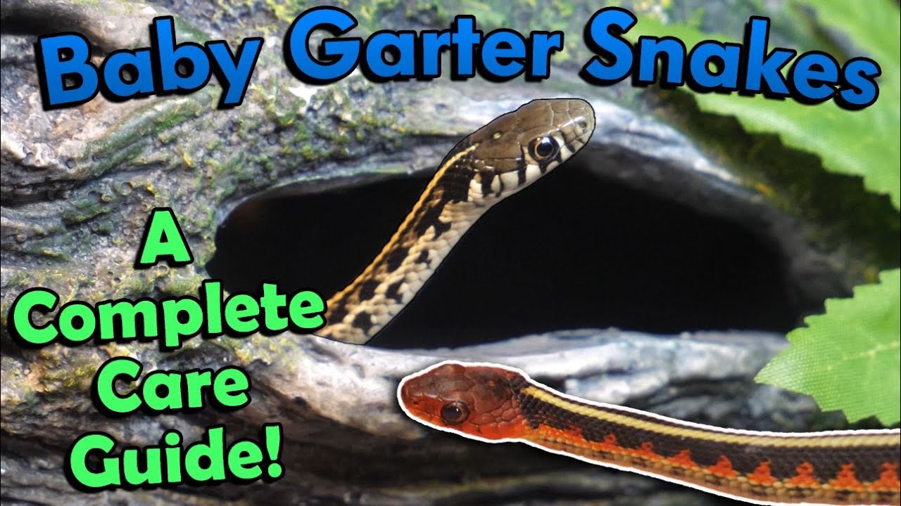 How To Take Care Of A Baby Garden Snake - Garden Likes