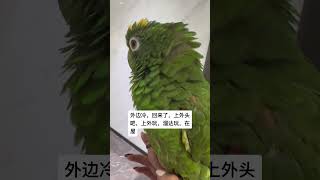 大鹦鹉 手养鸟日常 鹦鹉列 小鸟成精了