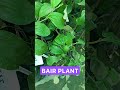 bair plant bairplant bair shortvideo shortsvideo shortsyoutube shorts short shortsviral