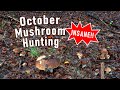 MOST INSANE Mushroom Hunting on October 6th 2024 - Boletus Edulis | Cep | Funghi Porcini | Mushrooms