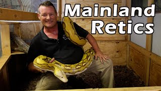 Size Matters: Comparing My Male \u0026 Female Reticulated Pythons