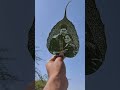 Tried to make leaf art | art on leaf | by [ dhaval ambedkar ] |