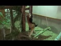 15.06 茶臼山動物園 レッサーパンダのポポとジャジャ