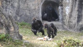 Gorilla D'jeeco family 吃 / Tayari 搥胸。Jabali Ringo 互動。追逐。跳。喝奶  2025-1-21 15:01-15:47