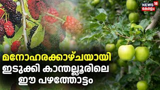 Idukki Fruits Farm |മനോഹരക്കാഴ്ചയായി Idukki Kanthallurലെ ഈ പഴത്തോട്ടം | Kanthallur |Fruits Farm