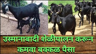 उस्मानाबादी शेळी पालन करुन कमवा बक्कळ पैसा - Osmanabadi Sheli Palan - Goat rearing 🐐