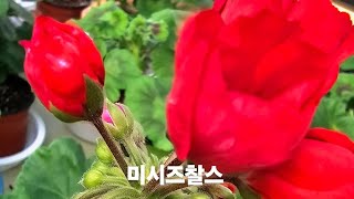 ♡♡♡♡행복한  한주  시작 하세요  010  51 61 9036  으로  문자주셔요