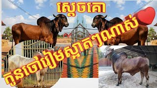 កូនគោចៅរៀមស្អាតៗណាស់នៅតាមបណ្ដាលខេត្តThe calves are very beautiful #mathsaly#cow#cowdance @mathsaly