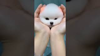 Virus Cute little dog 可爱的小狗 博美 犬 TikTok 抖音