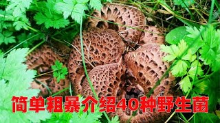 简单粗暴介绍40种野生菌