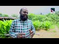 mabima කහ වගාව turmeric cultivation