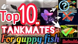 Top 10 Tankmates for guppy fish | ഗപ്പിയുടെ കൂടെ ഗപ്പി ടാങ്കിൽ വളർത്താൻ പറ്റുന്ന മറ്റു മത്സ്യങ്ങൾ |