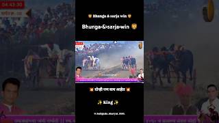 भुंगा \u0026 घोटचा सर्जा win ♥️❤️‍🔥 vs  चंदर \u0026 ब दल गाडी ड्रायव्हर: विठ्ठल नाना बुथकर #भुंगा #सर्जा