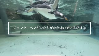 ジェンツーペンギンたちがただ泳いでいるだけ④