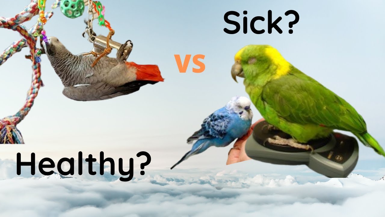 Signs Your Parrot Is Healthy | Do You Know If Your Parrot Is Sick ...