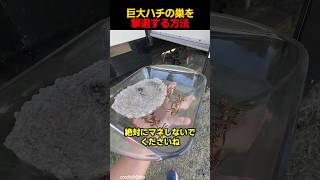 巨大ハチの巣を撃退する方法