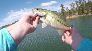 Spotted bass were biting good for him! Late March 2021 on Lake Russell