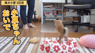 小夏おいで！すでにマイペースな柴犬　子犬　2日目