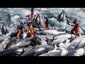 Amazing Pole and Line Tuna Fishing In Japan - Cutting, Clean and Tuna processing in Factory