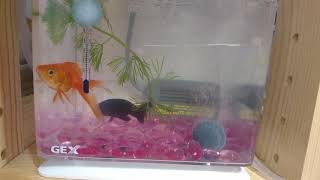 Goldfish, black ranchu has come!