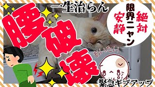 【近況】腰の具合についてご報告。シロちゃん日記＃125